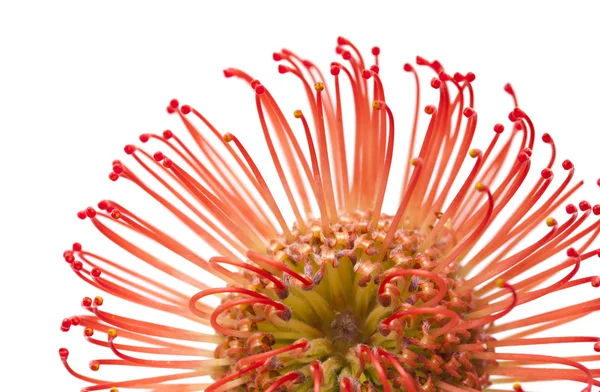 Kırmızı protea çiçek