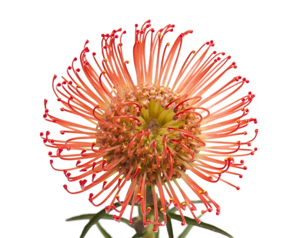 Red protea flower — Stock Photo, Image