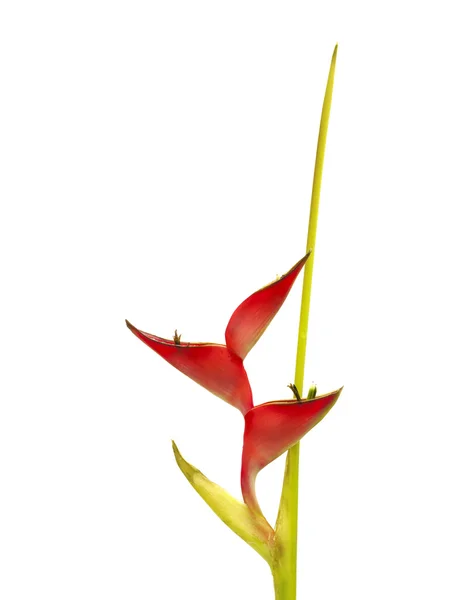 Jeden stonek Heliconia — Stock fotografie