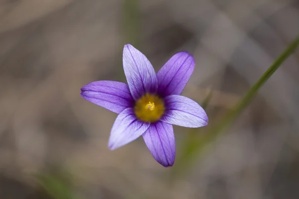 植物区系的大加那利岛-开花 Romulea — 图库照片