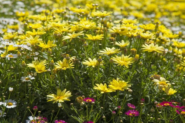 マーガレットの花の背景 — ストック写真