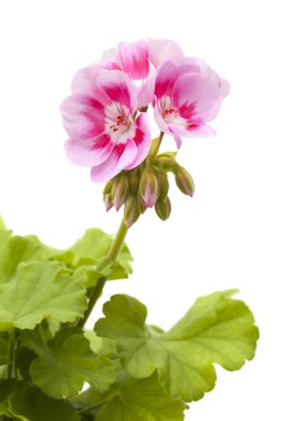 izole kırmızı Sardunya