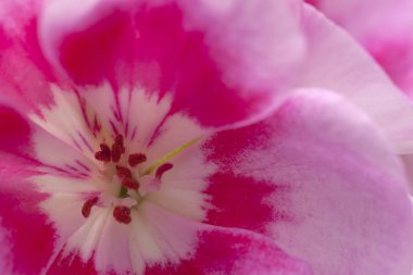 pembe Sardunya arka plan