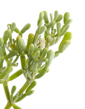 Gran Canaria - Tetraena fontanesii florası