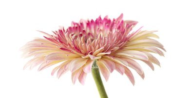 Beyaz ve pembe gerbera