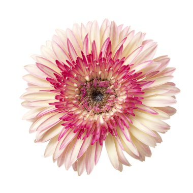 Beyaz ve pembe gerbera