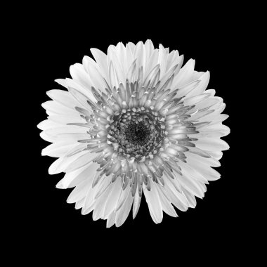  Siyah Beyaz gerbera çiçek