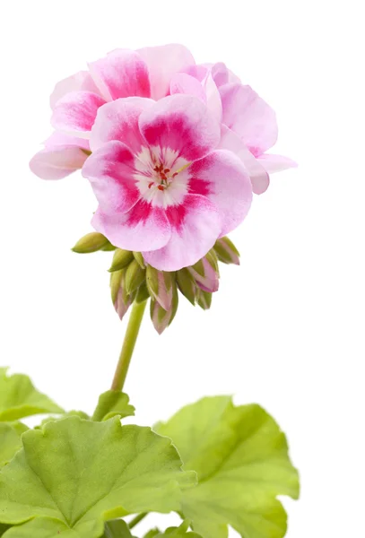 Magenta geranium isolated — Stock Photo, Image