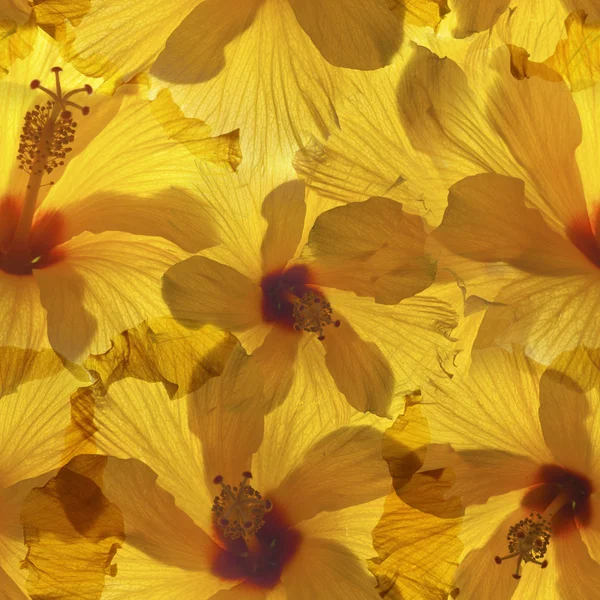 Fondo sin costuras con hibisco amarillo — Foto de Stock