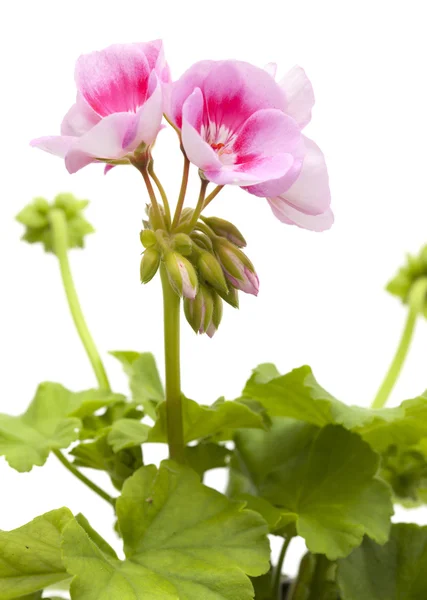 Magenta geranium isoliert — Stockfoto