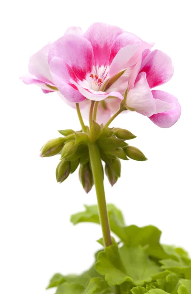 Magenta geranium isoliert — Stockfoto