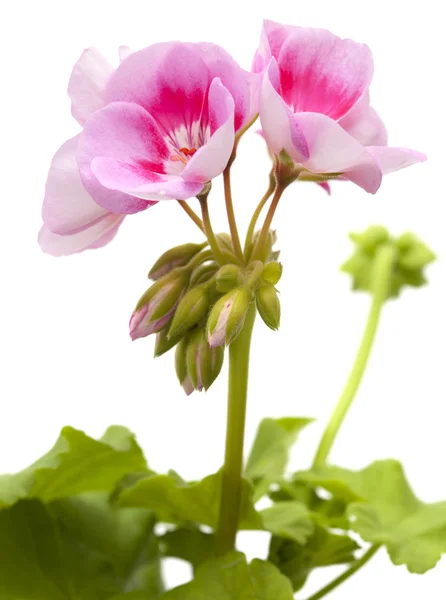 Magenta geranium isoliert — Stockfoto