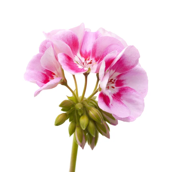 Magenta geranium isolerade — Stockfoto