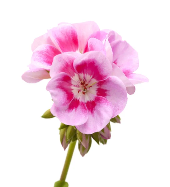 Magenta geranium isolated — Stock Photo, Image