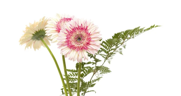 Gerberas blancas y magenta — Foto de Stock