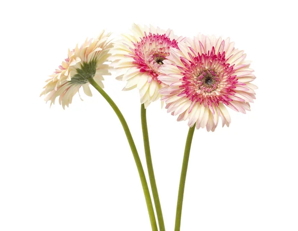 White and magenta gerbera — Stock Photo, Image