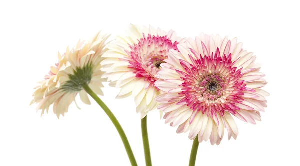 White and magenta gerbera — Stock Photo, Image