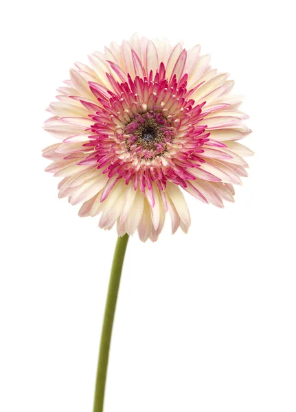 Branco e magenta gerbera — Fotografia de Stock