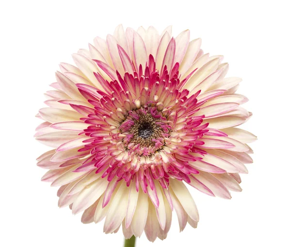 Branco e magenta gerbera — Fotografia de Stock