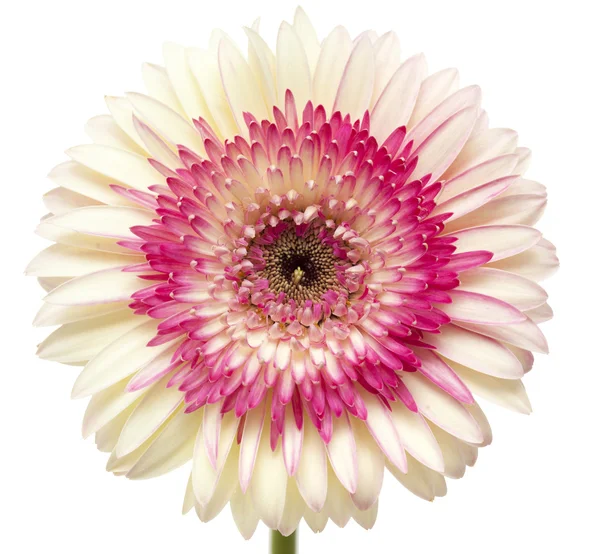 Gerberas blancas y magenta —  Fotos de Stock