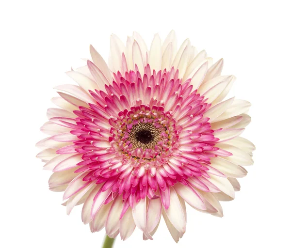 Branco e magenta gerbera — Fotografia de Stock