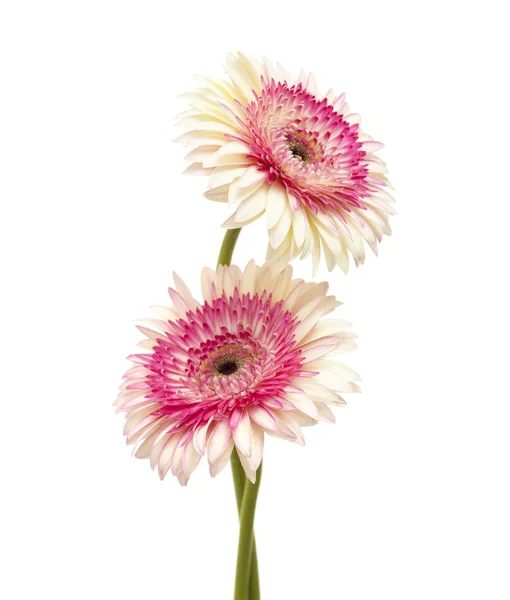 Biały i magenta gerbera — Zdjęcie stockowe