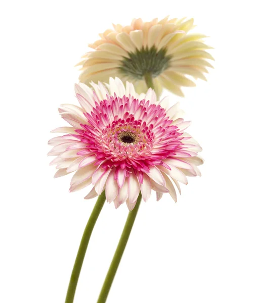 Branco e magenta gerbera — Fotografia de Stock