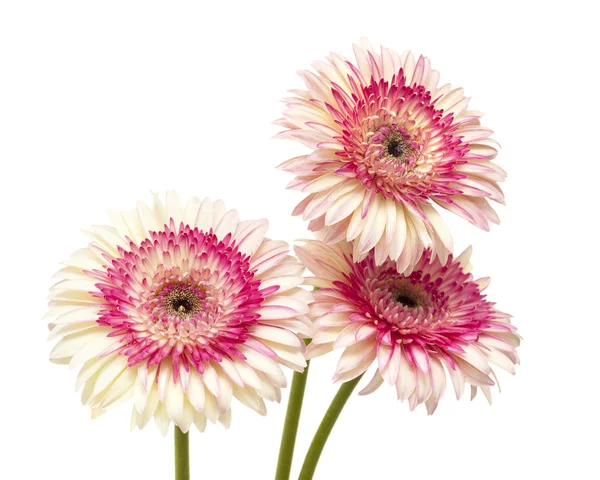 Biały i magenta gerbera — Zdjęcie stockowe