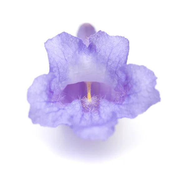 고립 된 능소화 꽃 — 스톡 사진