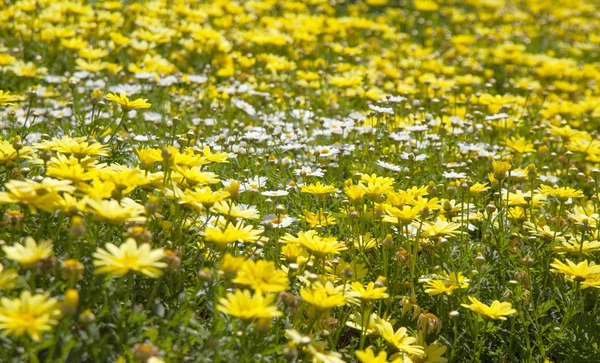 Fondo floral de marguerita — Foto de Stock