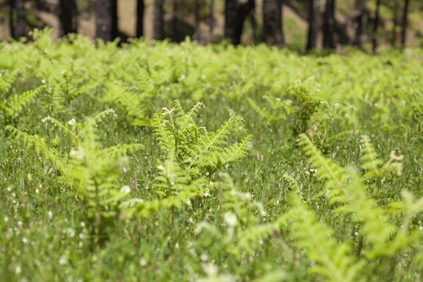 Flora of Gran Canaria - Pteridium ferns — Stock Photo, Image