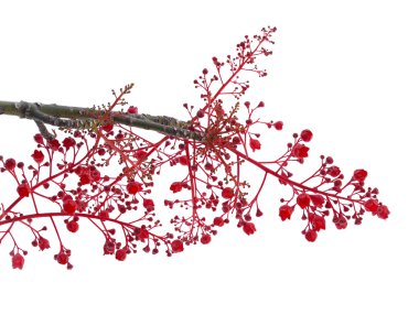 Brachychiton acerifolius, Illawarra alev ağacı