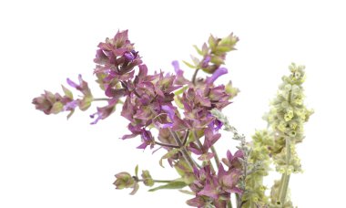 Gran Canaria - florası aromatik otlar demet