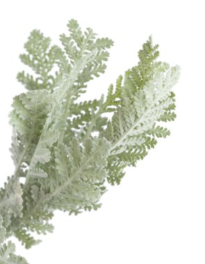 Gran Canaria, florası pire otu ptarmiciflorum yaprakları