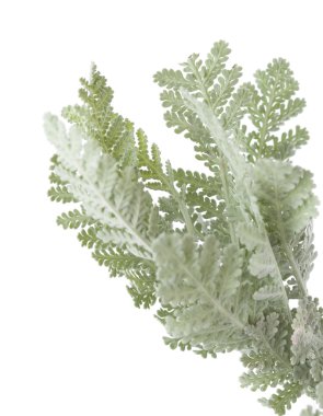 Gran Canaria, florası pire otu ptarmiciflorum yaprakları