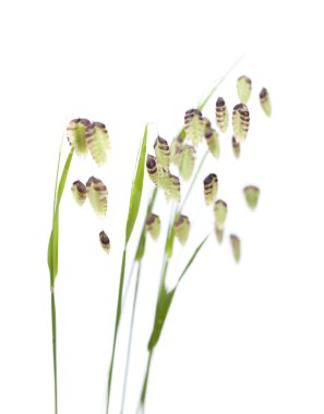 Briza, titreme çimen