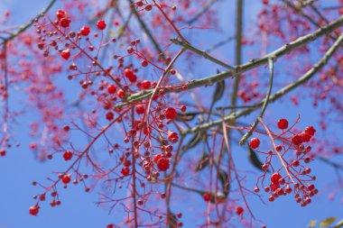Brachychiton acerifolius, Illawarra alev ağacı