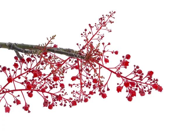 酒瓶树 acerifolius，伊拉瓦拉火焰树 — 图库照片