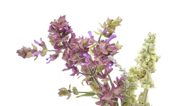 Flora von Gran Canaria - aromatischer Kräuterstrauß — Stockfoto