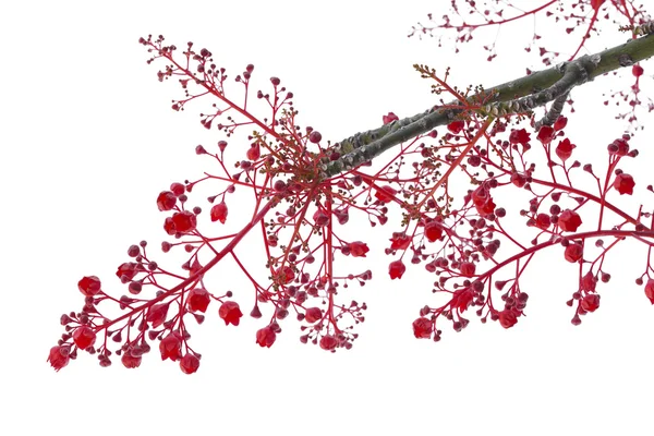 Brachychiton acerifolius, Illawarra Árbol de la Llama —  Fotos de Stock