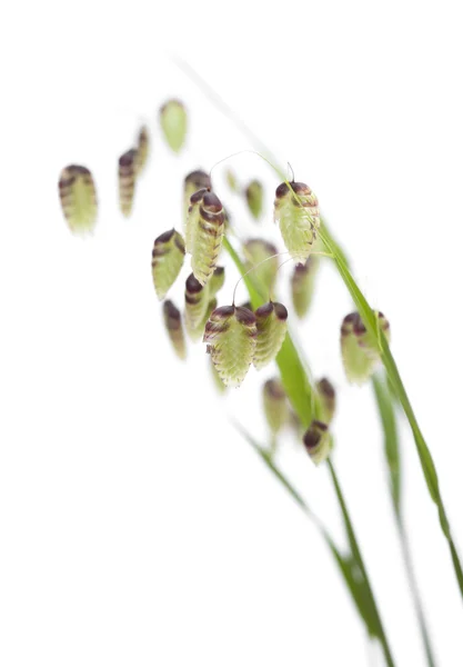 Briza, skakande gräs — Stockfoto