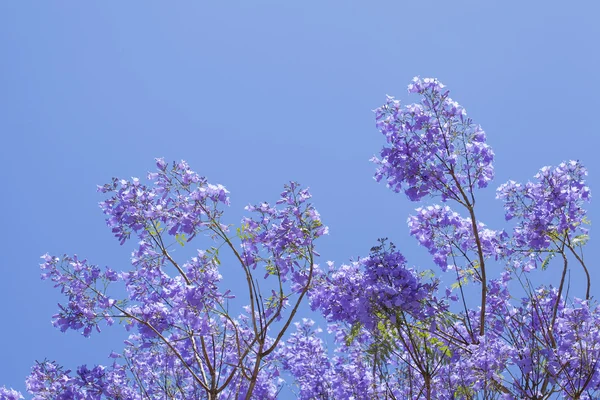 Naturalnym tle kwiatów jacaranda — Zdjęcie stockowe