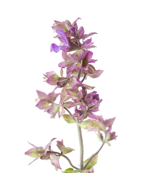 Flora of Gran Canaria - flowering Salvia canariensis, Canary Isl — Stock Photo, Image