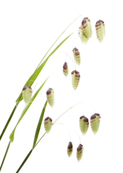 Briza, quaking grass — Stock Photo, Image