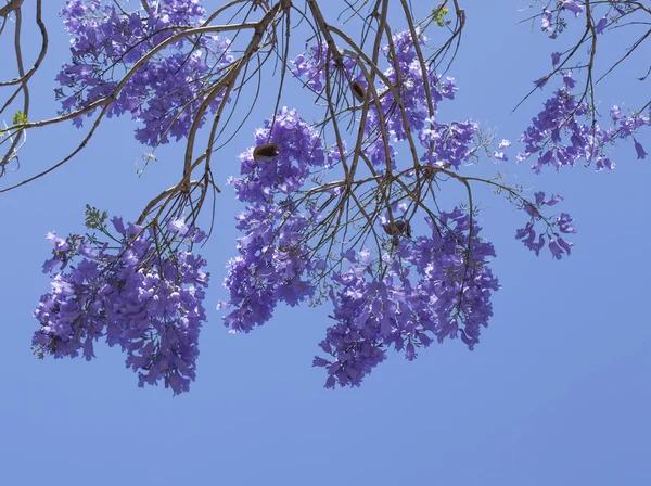 Naturalnym tle kwiatów jacaranda — Zdjęcie stockowe