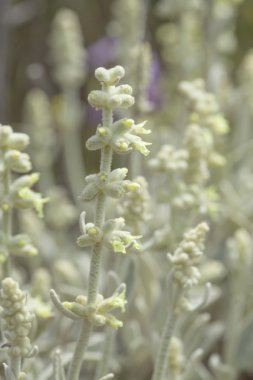 Gran Canaria - Sideritis dasygnaphala florası