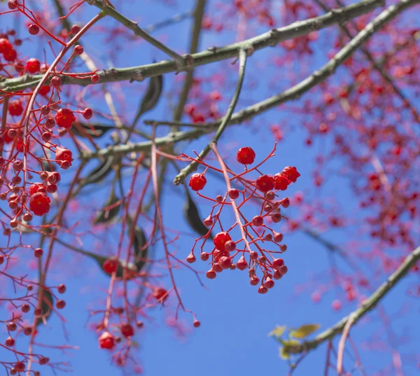 酒瓶树 acerifolius，伊拉瓦拉火焰树 — 图库照片