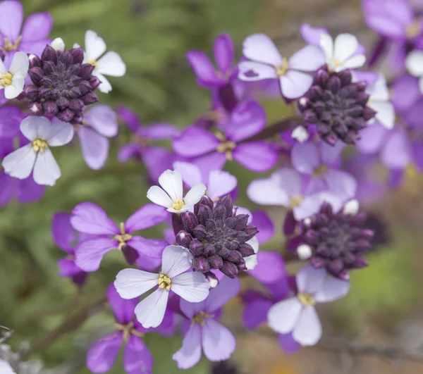 大加那利岛-丰富的 Erysimum albescens 开花植物区系 — 图库照片