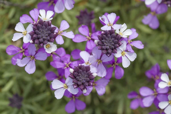 Flora de Gran Canaria - abundante floración de Erysimum albescens —  Fotos de Stock