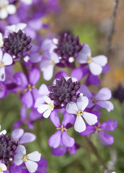 Abundante floración de Erysimum albescens, planta endémica de Gran —  Fotos de Stock